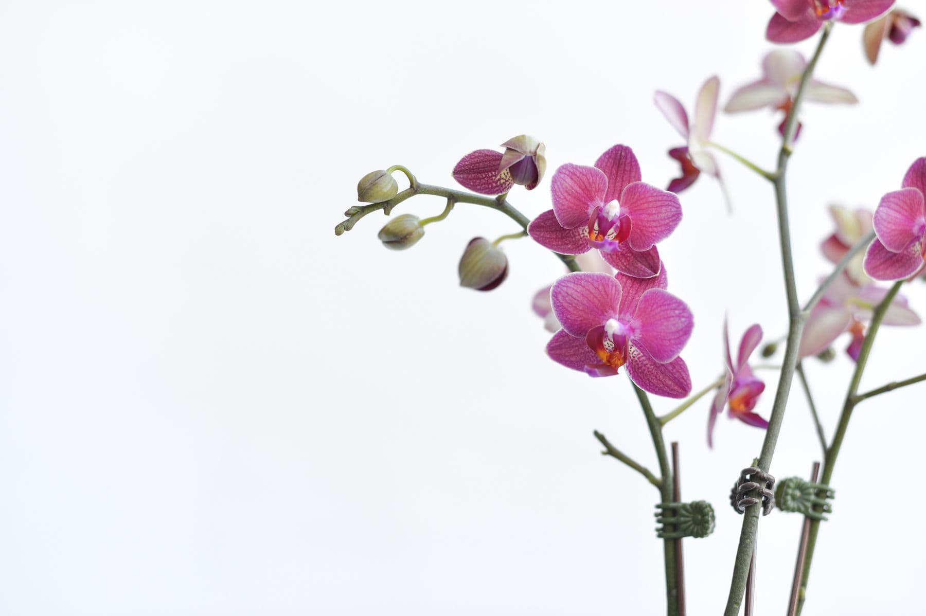 Orquídea rosa sobre fondo blanco